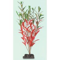 SeaGarden Bi-Color Nesaea - Medium - 10 in.