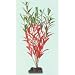 SeaGarden Bi-Color Nesaea - Medium - 10 in.