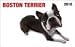 terrier48  - Boston Terrier In Your Face 2010 Wallet Calendar