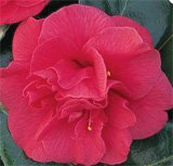 Review   / Camellia Adolphe Audusson