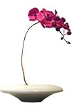 �s���ԁE�ԕr�tF-style vase Moth orchid�i���X�E�I�[�L�b�h(�Ӓ���)�j