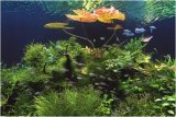 1000ピース ネイチャーアクアリウム 水の景色 浮葉の下 1000-69