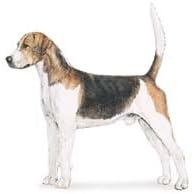7.5cm x 5cm Acrylic Fridge Magnet-Foxhound English