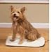 Kitchen & Housewares : PetSafe Heated Pet Pad (Medium)