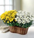 Same Day Flower Delivery Two Blooming Plants in a Basket
