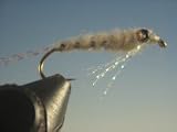 Mysis Shrimp