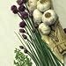SUTTONS SEEDS: Herbs: Chives Seeds (700 seeds)