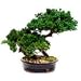 Double Monterey Bonsai