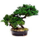 Double Monterey Bonsai