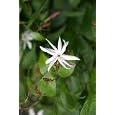 Star Jasmine (Jasminum nitidum)