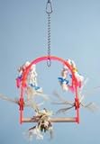 Zoo Max DUS300XS Fun Zone Acrylic Perch Xsmall 6 in Assorted Colors