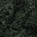 Lichen, Dark Green