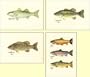 Freshwater Gamefish Assortment Note Cards