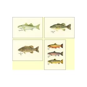 Freshwater Gamefish Assortment Note Cards