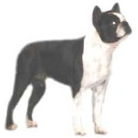 7.5cm x 5cm Acrylic Fridge Magnet-Boston Terrier1