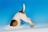 DIGGING DOG Statue half garden yard outdoor BEAGLE JACK RUSSELL home decor