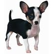 Chihuahua Puppy Dog Die-Cut Photographic Magnet