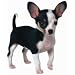 Chihuahua Puppy Dog Die-Cut Photographic Magnet