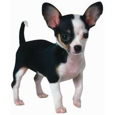 Chihuahua Puppy Dog Die-Cut Photographic Magnet