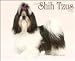 shih_tzu40shih tzu - Just Shih Tzus 2010 Wall Calendar