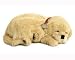 golden retriever - Golden Retriever