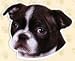 Boston Terrier Super Magnet