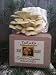 Golden Oyster Mushroom Growing Kit
