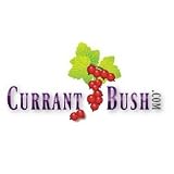TheCurrantBush
