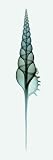 Tibia (Teal) - Artist: Steven N Meyers - Art Print Poster Size: 8.00 by 24.00 inches
