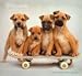 Dogs 2009 Calendar by Racheal Hale, 12x11