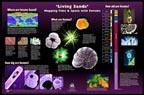 SciEd Living Sands Poster; Lamin