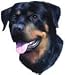   - Rottweiler Bumper Magnet2008