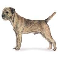 7.5cm x 5cm Acrylic Fridge Magnet-Border Terrier