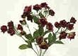 Mini Rose Bush-Burgundy