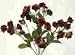 Mini Rose Bush-Burgundy