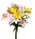 Asiatic Lilies, Assorted Colors, Wholesale Box of 120