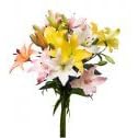 Assorted Asiatic Lilies (120 Stems)