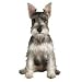 Miniature Schnauzer Diecut Magnet