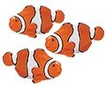 Safari LTD Mini Clown Fish