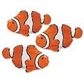 Safari Good Luck Mini Clown Fish - One Clown Fish - Sold Individually by Safari