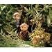 Search Our Specialty Mall : Calico Critters Mango Monkey Brother and Sister