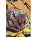 Teddy Bear Hamsters