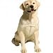 Sandicast® Indoor / Outdoor Dog Sculpture, LAB RETRIEVER
