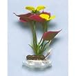 Sweet Flag Plant - 5 in.