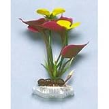 Sweet Flag Plant - 5 in.