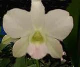 Dendrobium Henny