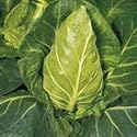 SUTTONS SEEDS: Cabbage Greyhound Seeds (350 seeds)