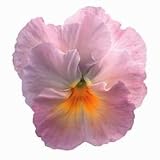 Pink Pansy Flower Die-Cut Photographic Magnet