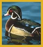 Wood Duck