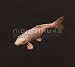 Selection von Nighthawks - alle Infos